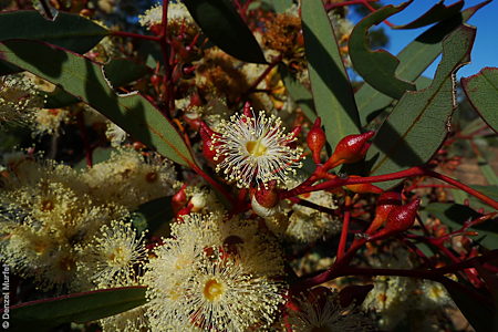 Eucalyptus yalatensis fl Denzel Murfet Nullarbor NP